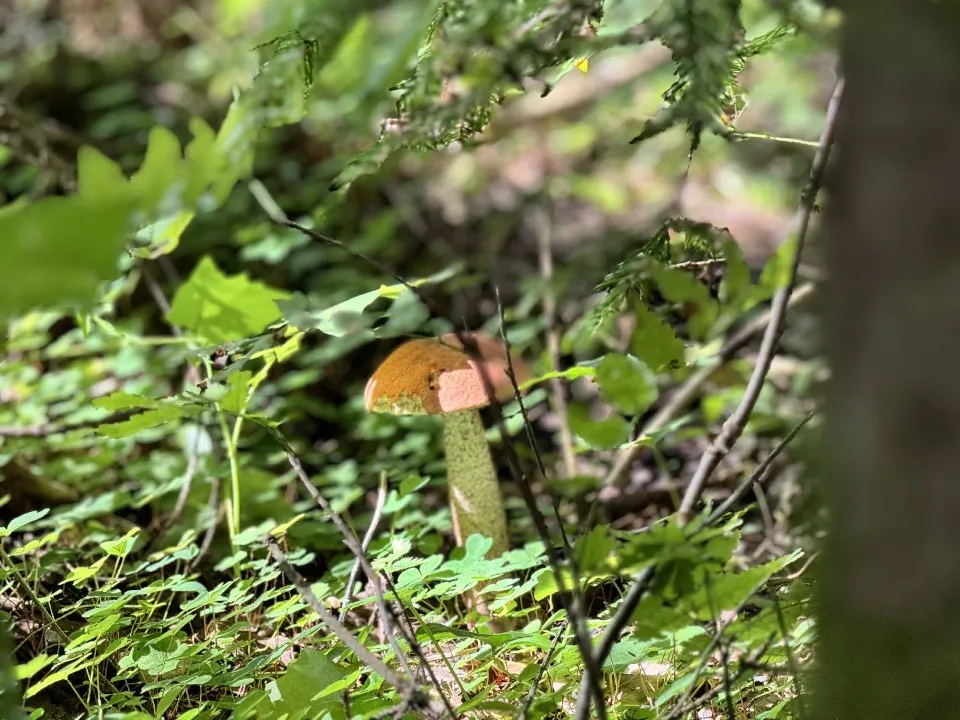 Фото: МедиаБанк Подмосковья/Татьяна Рунова