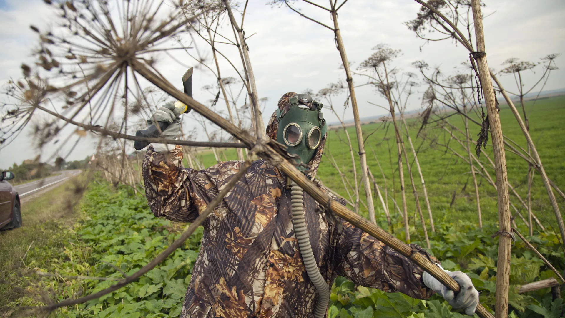 Зарплата выше, чем у курьеров: в Подмосковье набирают «бойцов с борщевиком» — платят до 85 тысяч