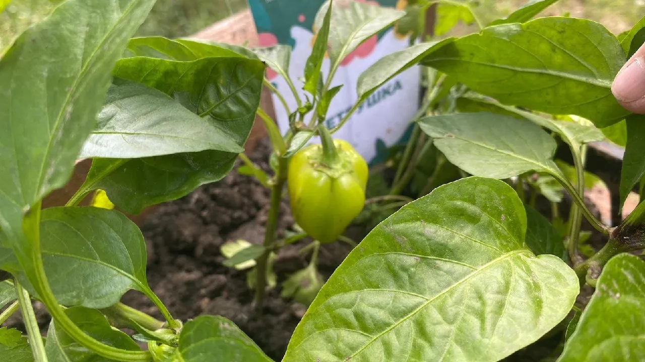 Фото: пресс-служба администрации г.о.Котельники