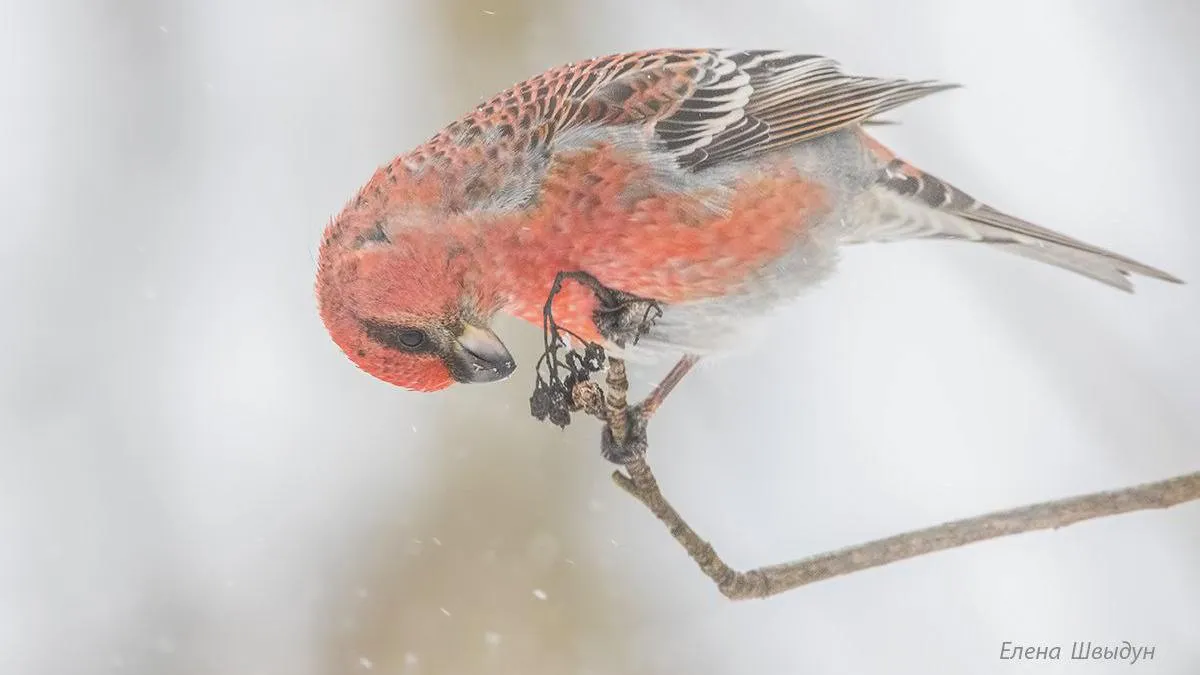 личный архив Елены Швыдун