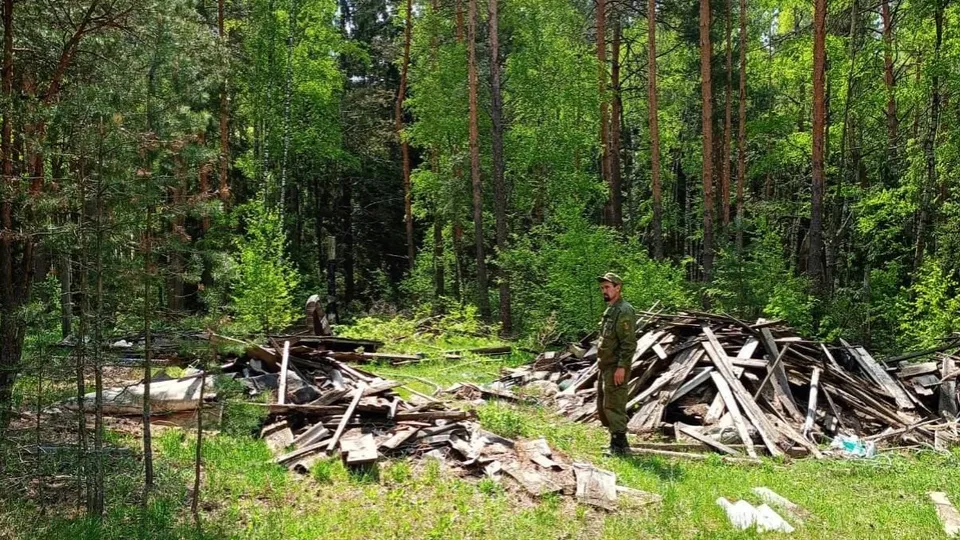 Фото: Комитет лесного хозяйства МО