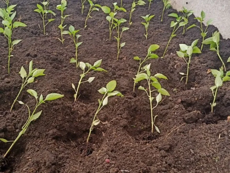 Фото: REGIONS/Юлия Габбасова