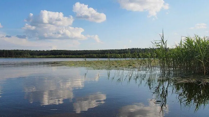 Заповедные земли в Дмитровском округе изымут из незаконного владения
