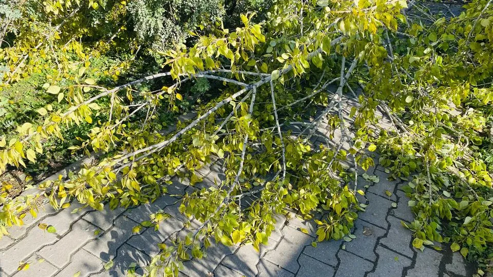 Фото: МедиаБанк Подмосковья/Людмила Михалева