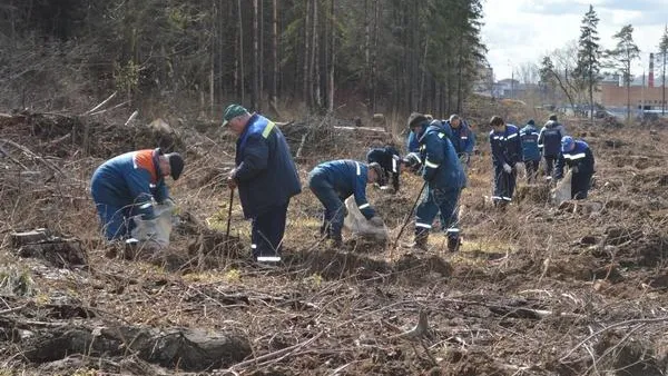 Семь тысяч саженцев сосны высадили энергетики МО
