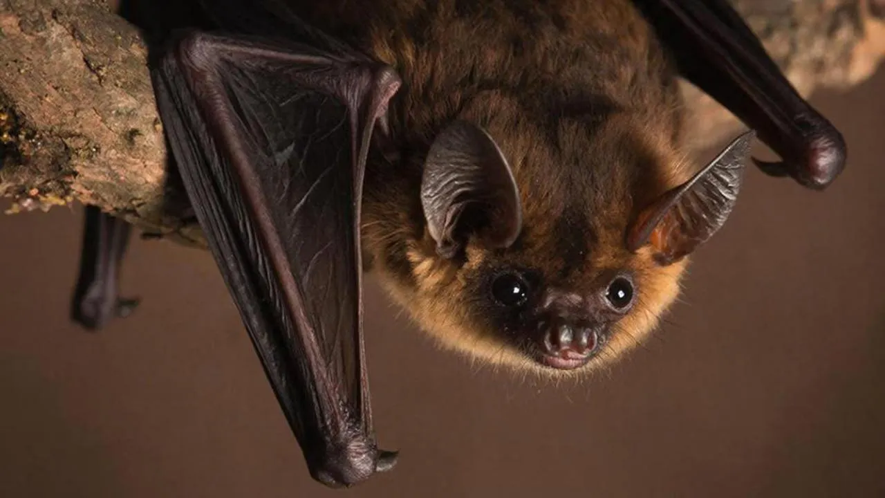 REGIONS/Сгенерировано нейросетью