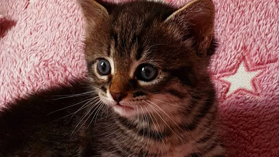 Фото: REGIONS/Наталия Надточая