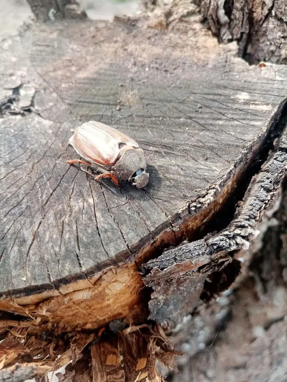 Фото: t.me/life_sergiev_posad