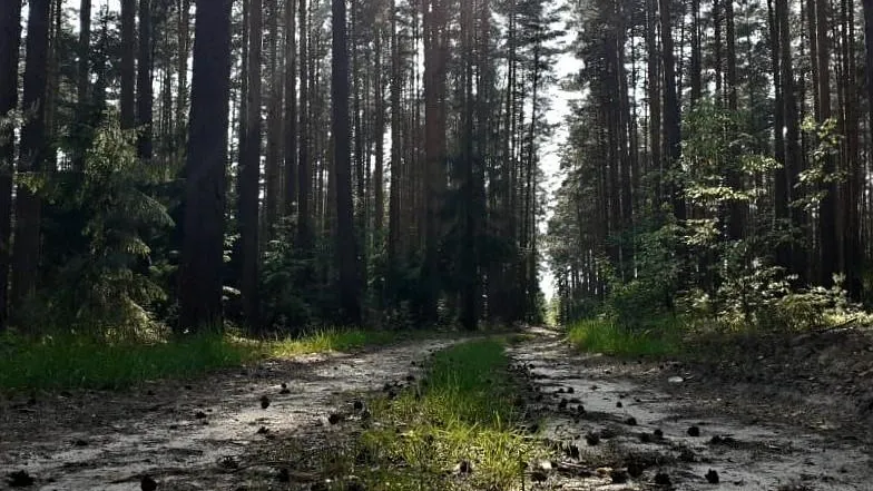 Потерявшихся людей в лесах Подмосковья находили в июне почти каждый день