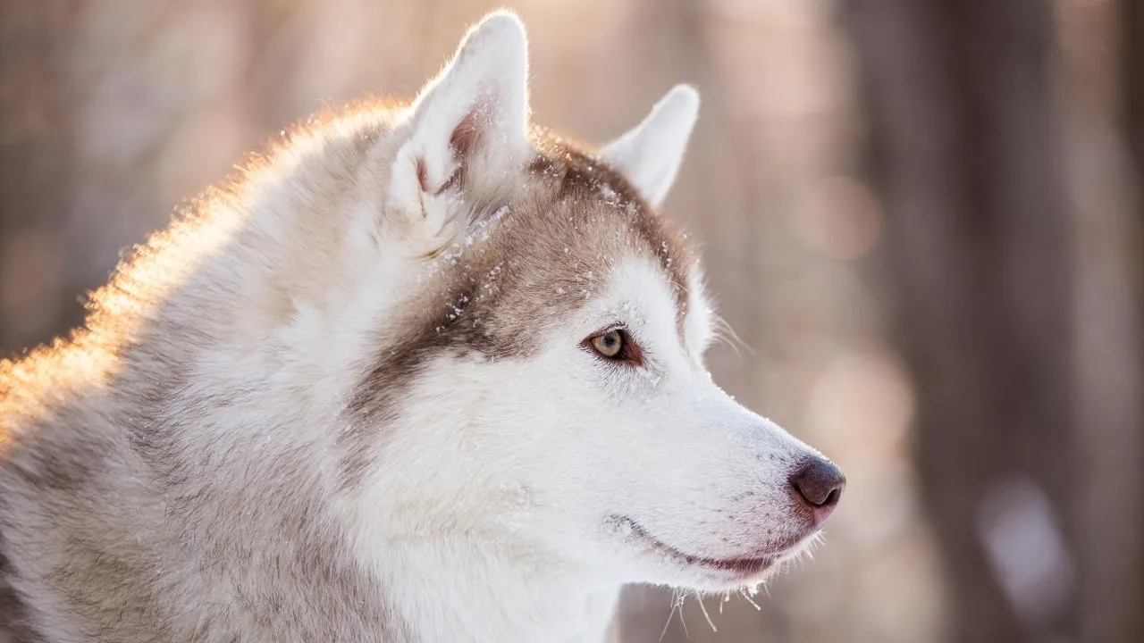 istockphoto.com/Anastasiia Cherniavskaia