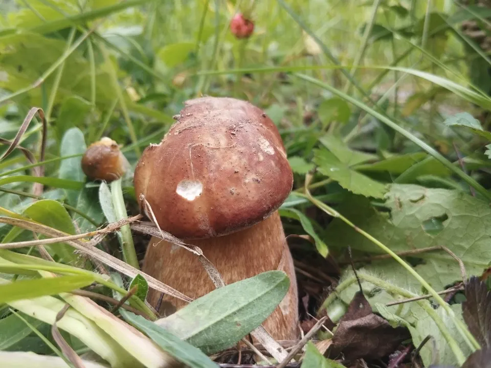 Фото: t.me/gribanutie