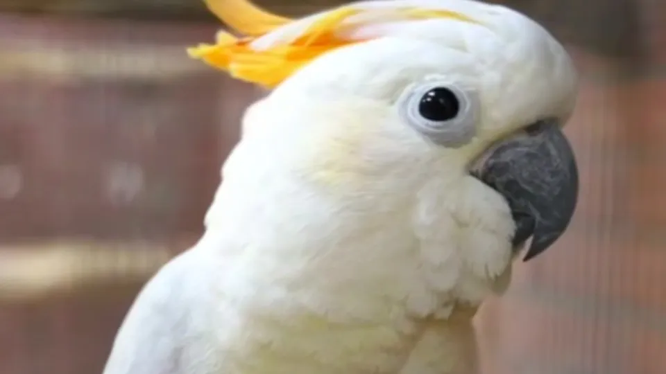 Фото: Центр воспроизводства редких видов животных