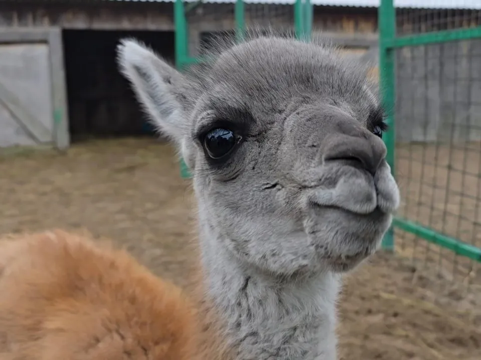 Фото: МедиаБанк Подмосковья/Марина Анисимова