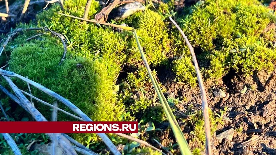 Фото: REGIONS/Елена Фурман