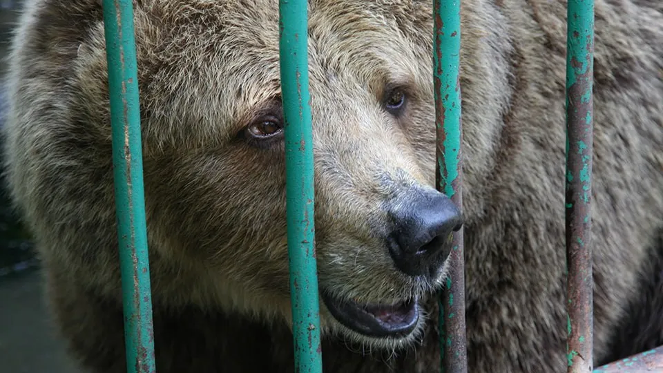 Фото: istockphoto.com/Slobelix