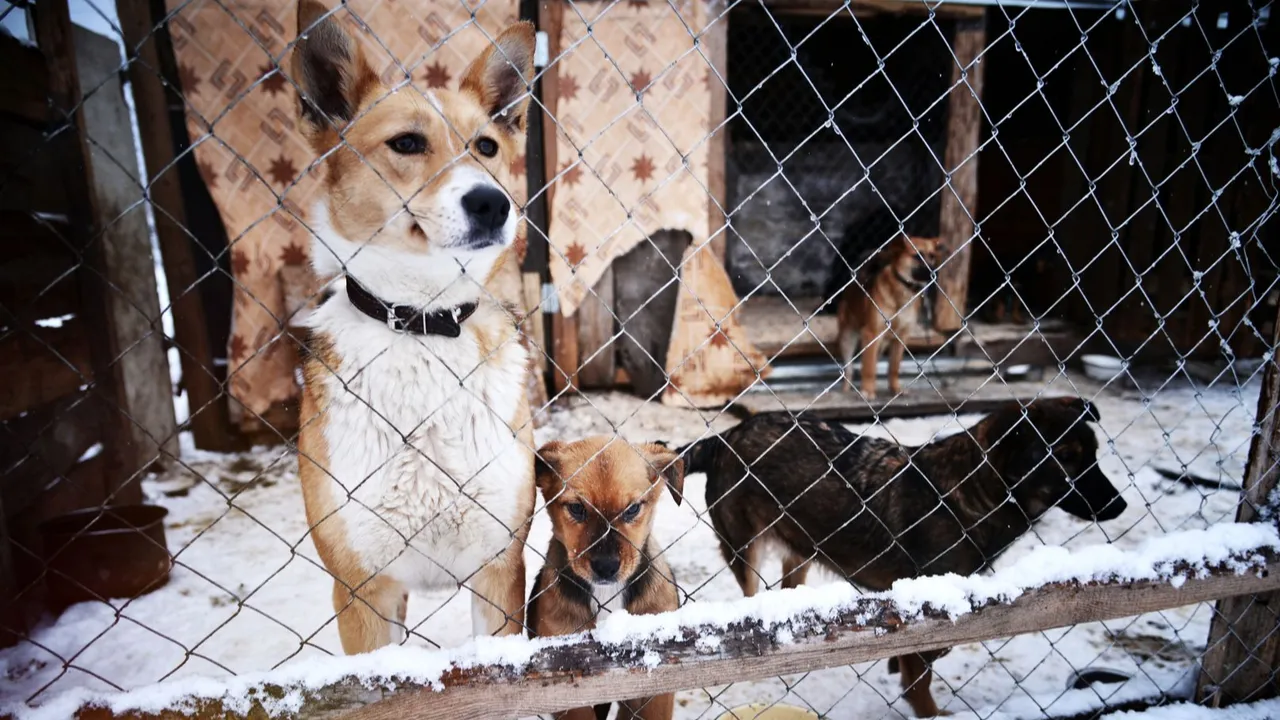 медиасток.рф