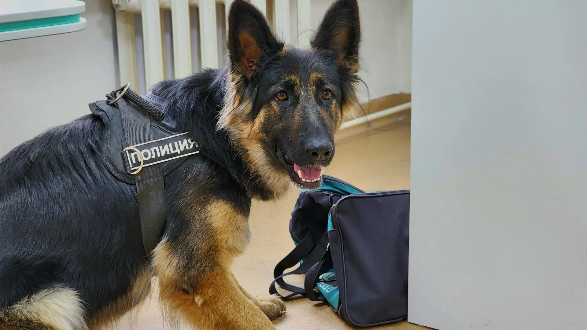 МедиаБанк Подмосковья/Екатерина Данилина