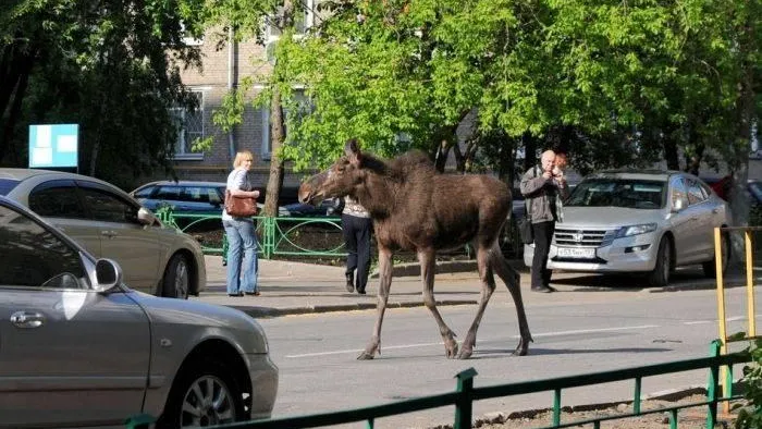 Дикий лось на улицах напугал жителей Чехова