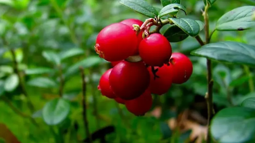 © welcome.mosreg.ru