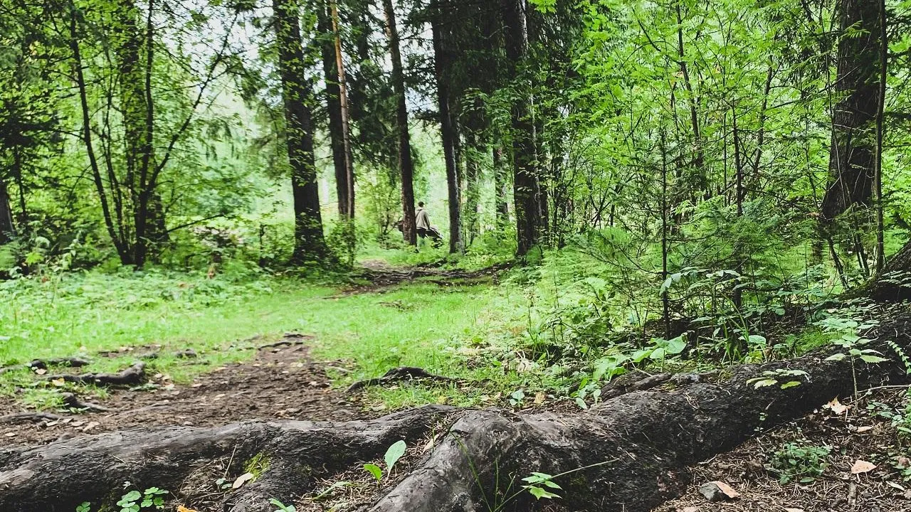 Пятнадцать человек заблудились в лесах Подмосковья с начала лета