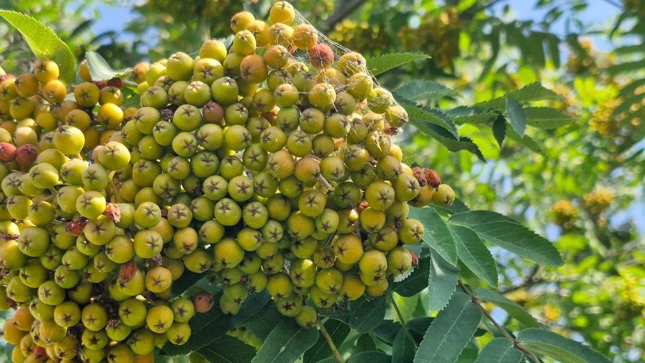 REGIONS/Наталья Надточая