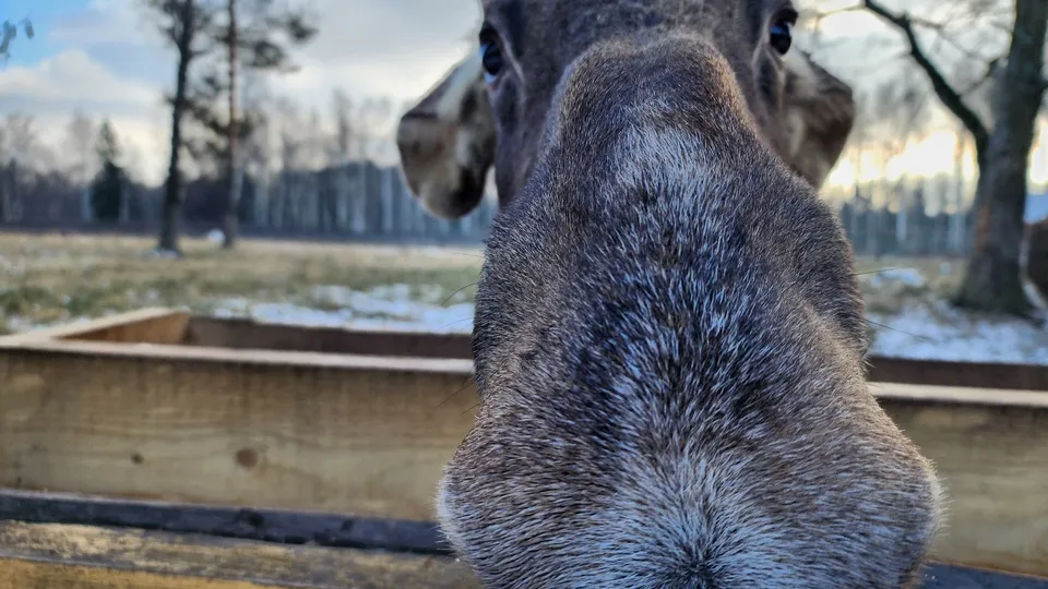 Фото: МедиаБанк Подмосковья/Валерия Исаева