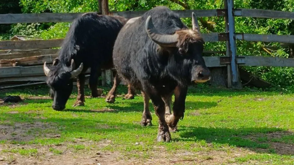 Фото: Министерство сельского хозяйства и продовольствия Московской области