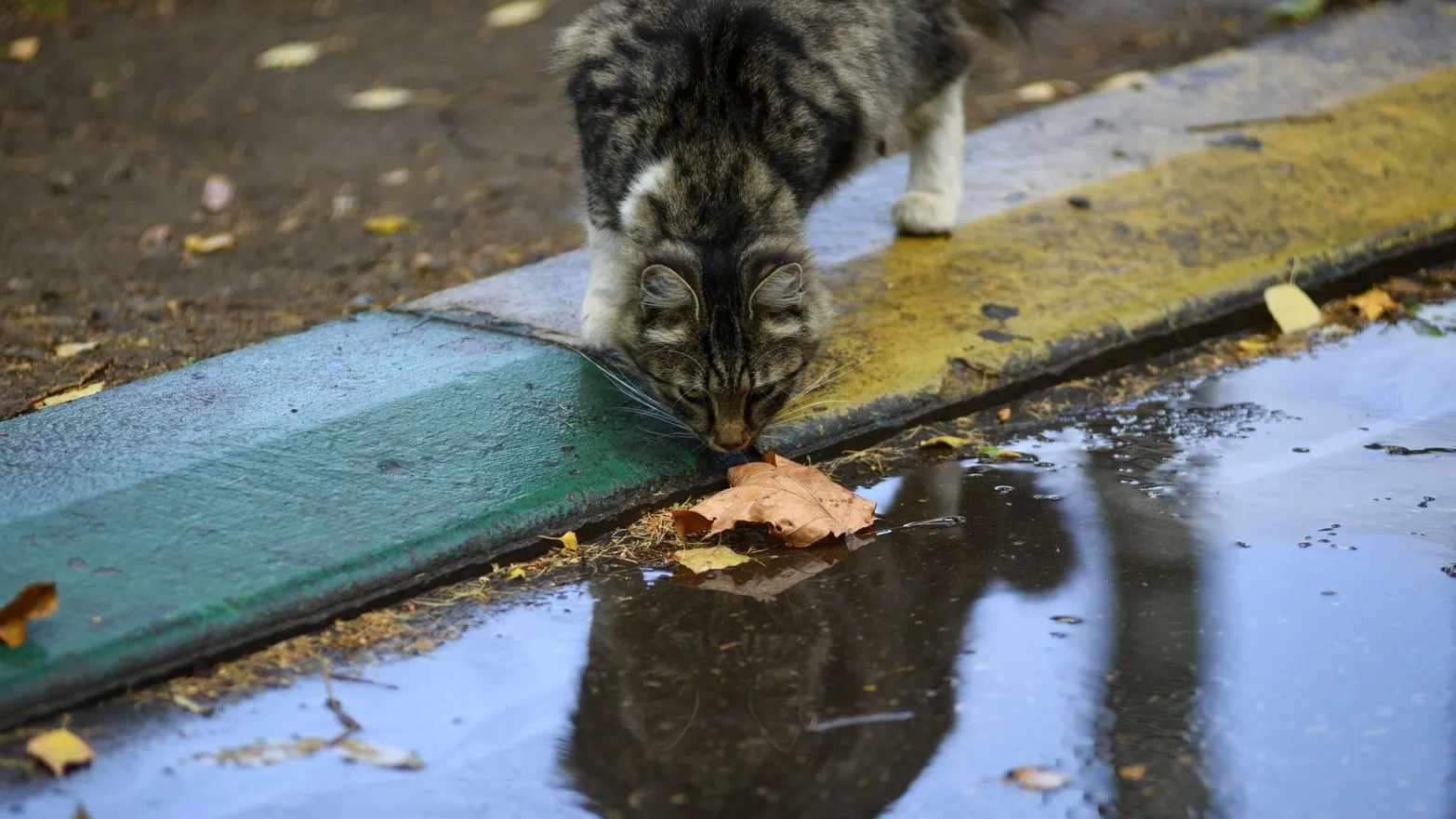 Фото: медиасток.рф