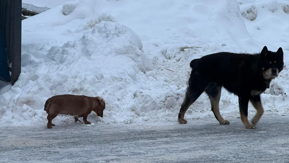 Фото: vk.com/Подслушано Электрогорск