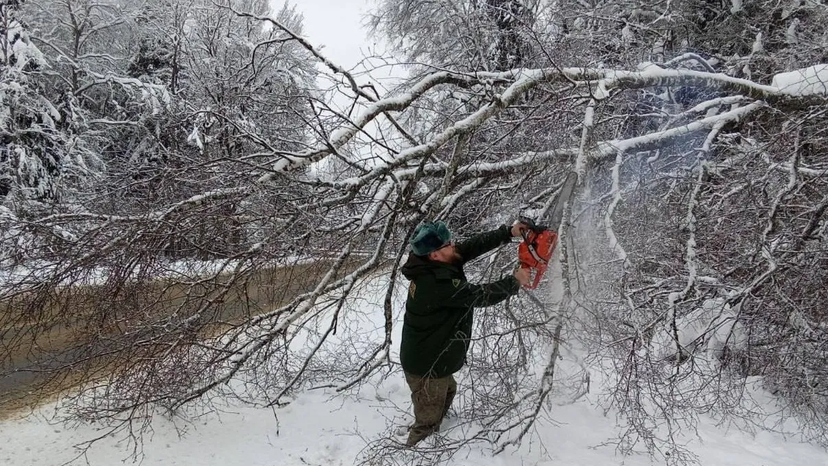 Комитет лесного хозяйства Московской области