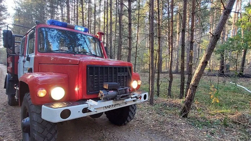 Фото: Комитет лесного хозяйства Московской области