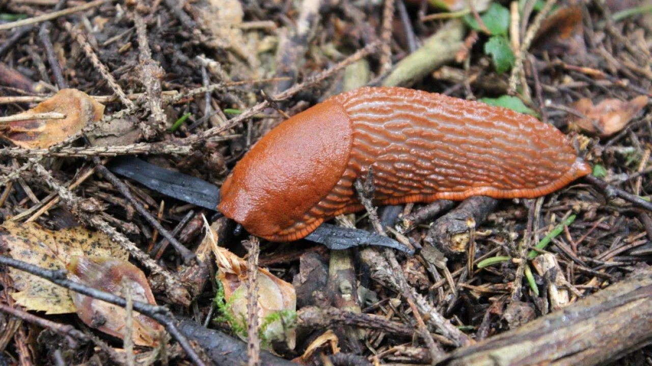 REGIONS/Анастасия Широкая