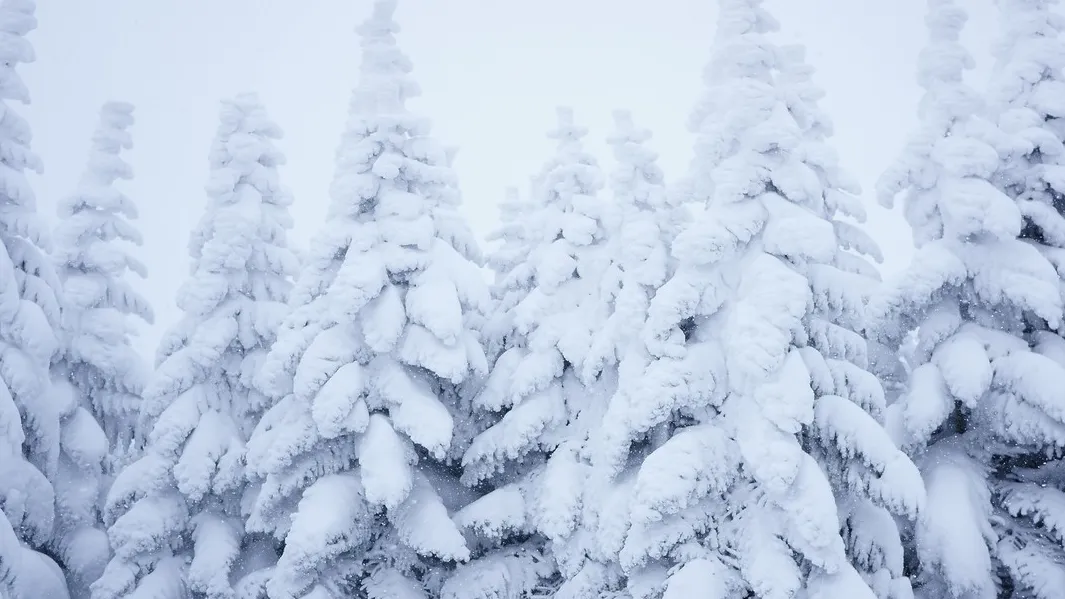 фото:.freepik.com