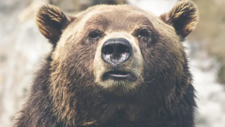 Медведь. Фото: pxhere.com