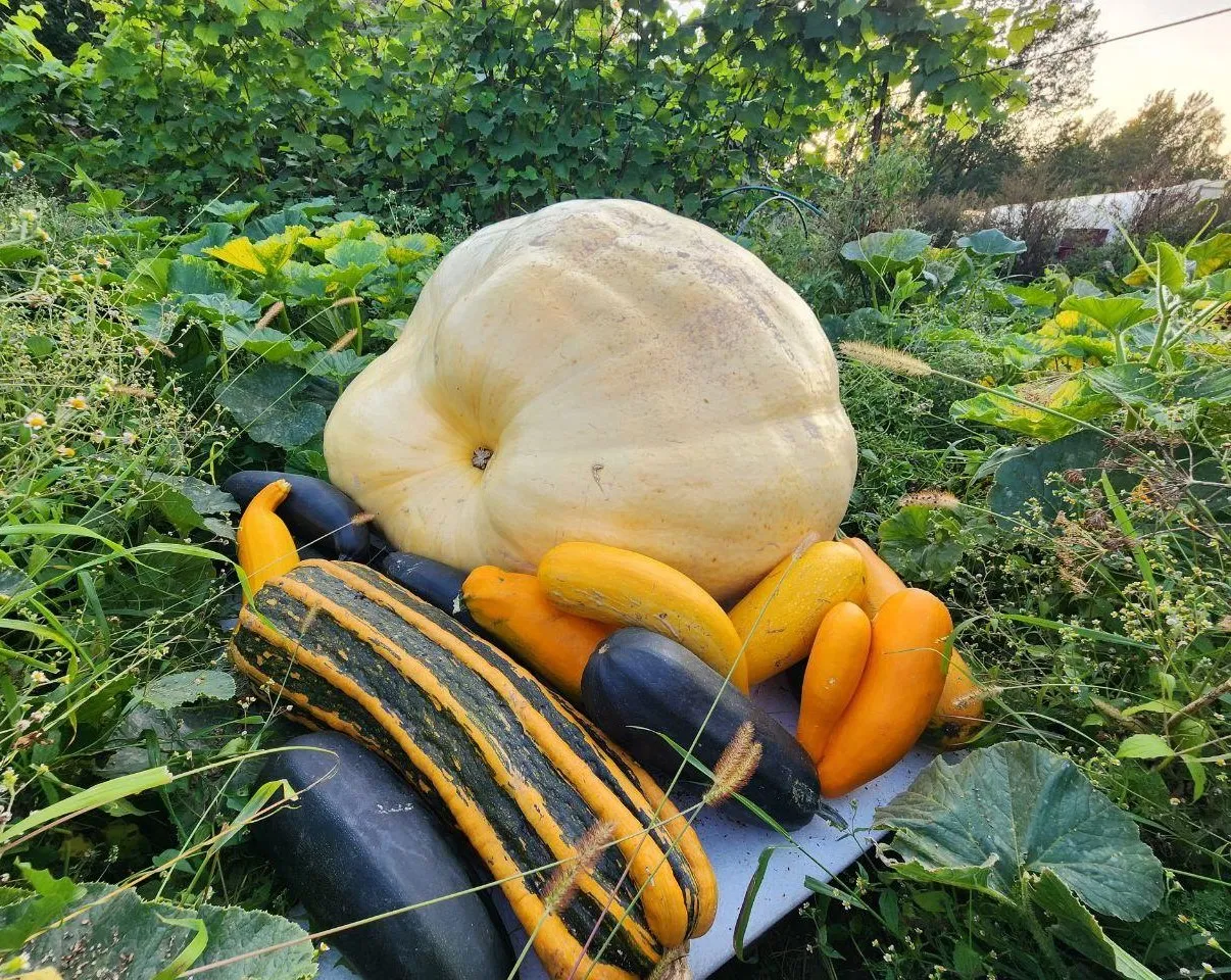 REGIONS/Яна Шаливская