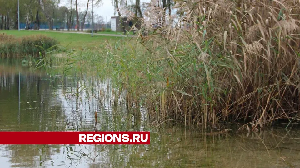 Фото: REGIONS/Василий Тремасов