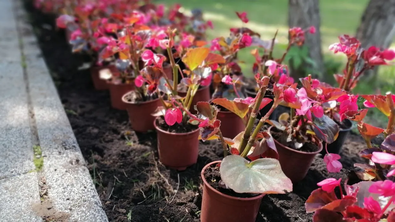 Фото: МБУК  «Городской парк культуры и отдыха»