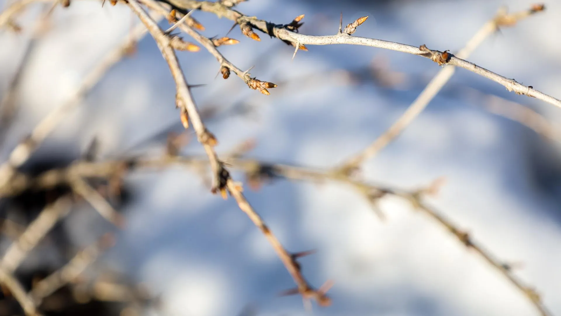 Elena Mayorova/Global Look Press