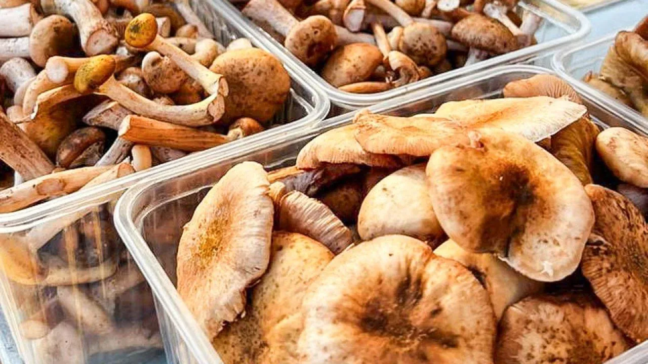 REGIONS/Максим Цыбуляк