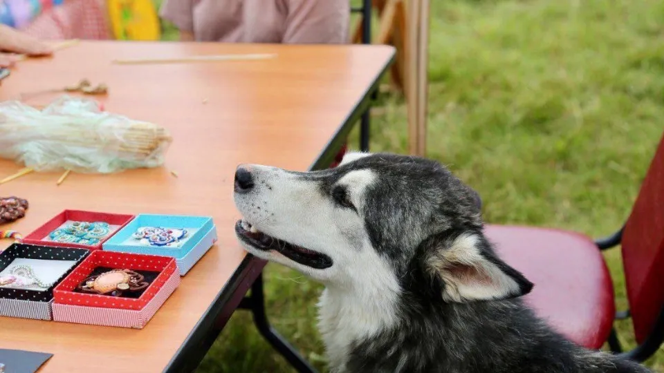 Фото: пресс-служба Администрации г.о. Серпухов