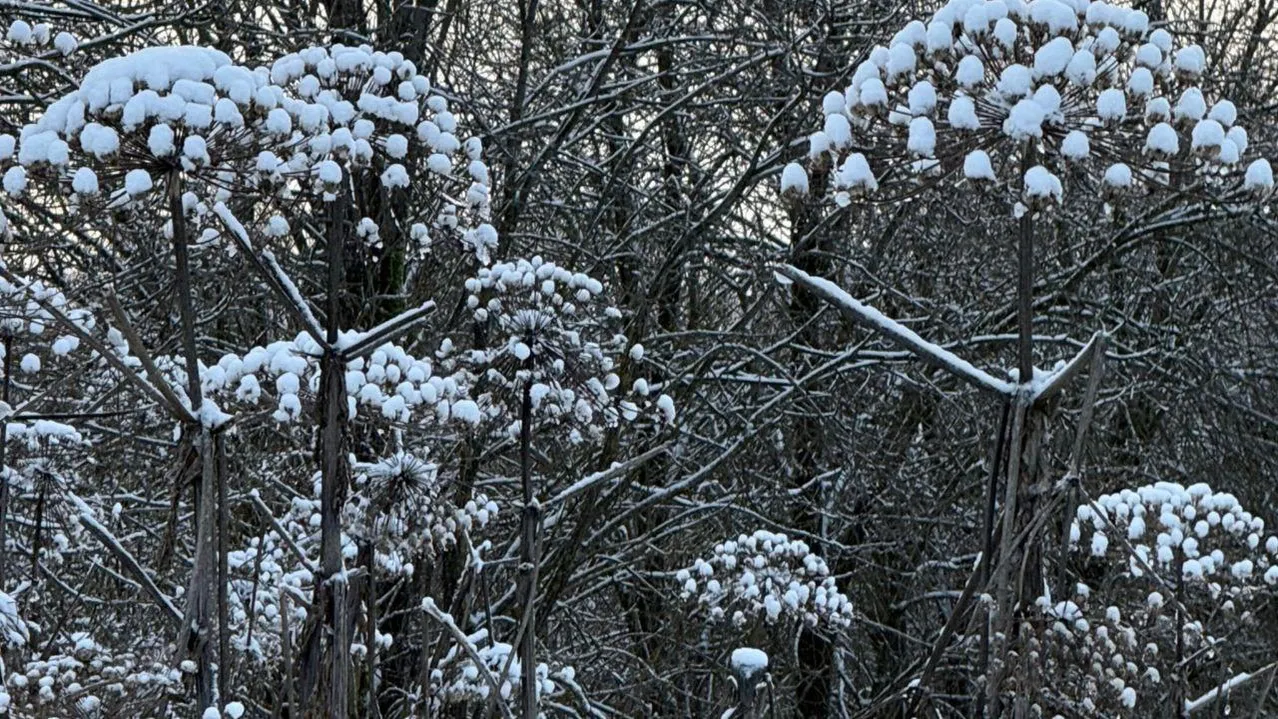 Марина Алифанова