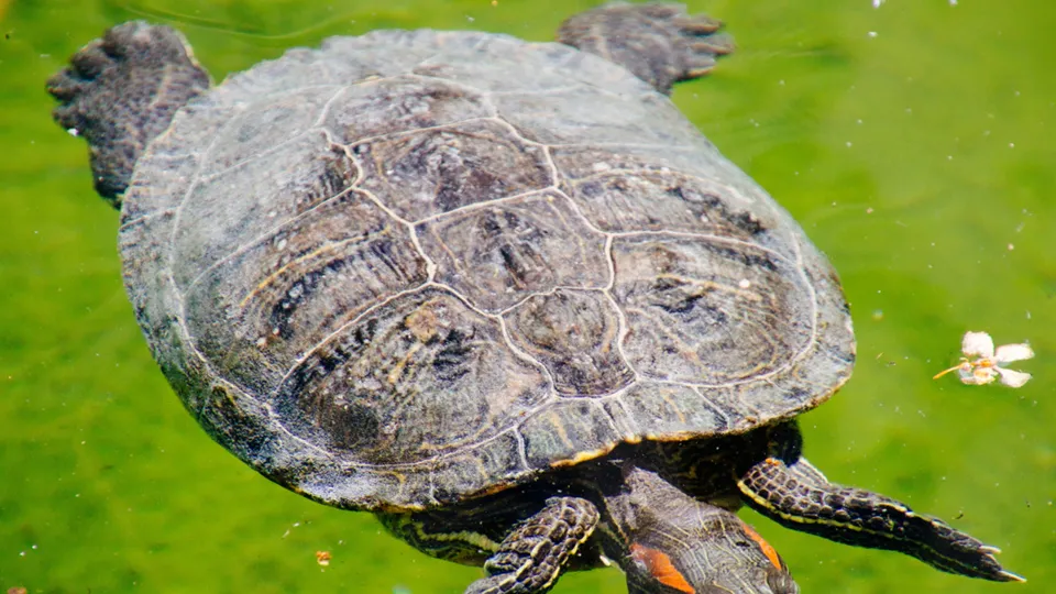 Фото: freepik.com