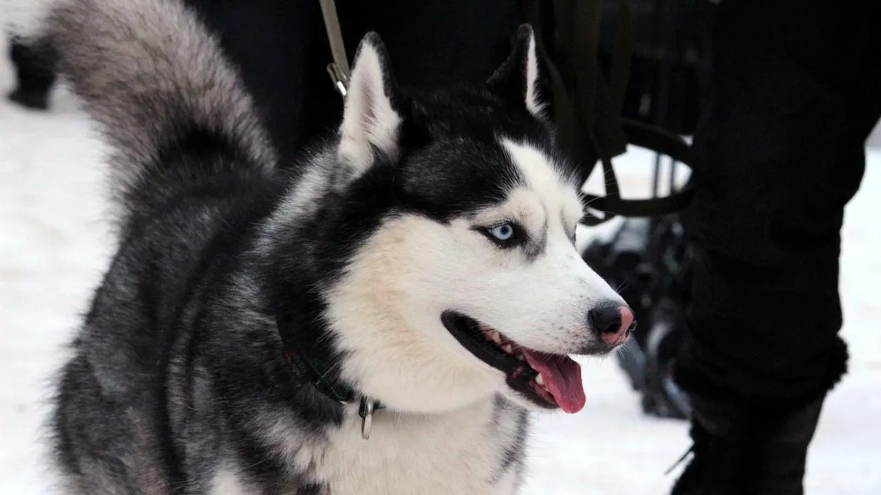 медиасток.рф