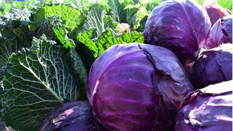 Фото: Светлана Плотникова