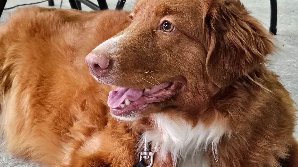 Фото: МедиаБанк Подмосковья/Ольга Вельшикаева