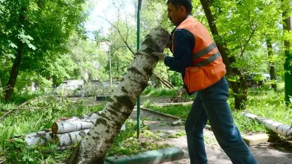 Пенсионерка добилась уборки поваленных после урагана деревьев в Пушкино