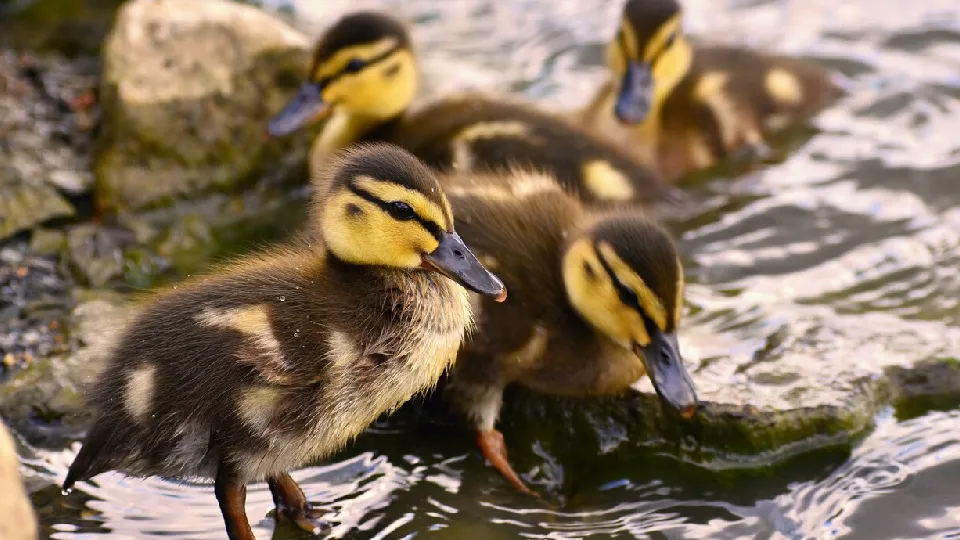 Фото: freepik.com