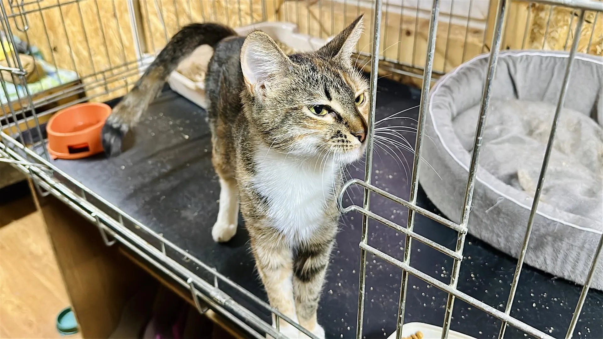 Кристина Тришина