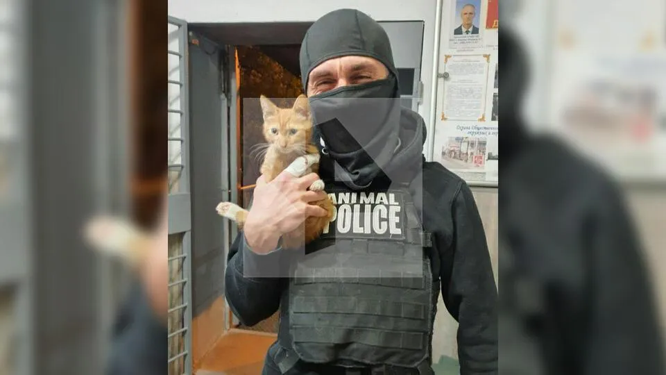 В Москве задержали гревшего кота в микроволновке живодера