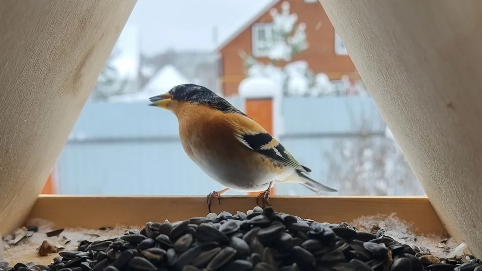 Фото: REGIONS/Юлия Алабина